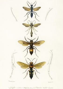 Different Types Of Wasps I