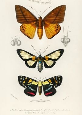 Collection Of Moths Illust