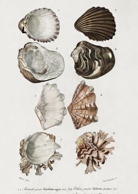 Different Types Of Mollusk