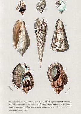 Different Types Of Mollusk