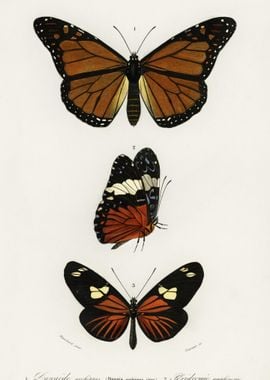 Different Types Of Butterf