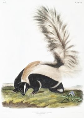 LargeTailed Skunk Mephitis