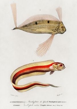 Different Types Of Fishes