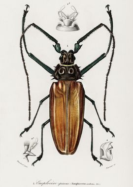 Enoplocerus Armillatus Ill