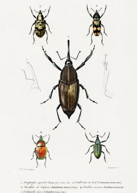 Different Types Of Weevils