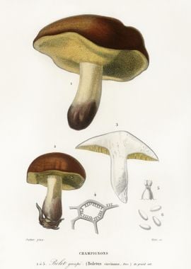 Mushroom Boletus Circinans