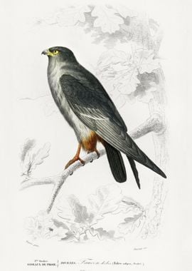 RedFooted Falcon Falco Ruf