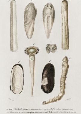 Different Types Of Mollusk