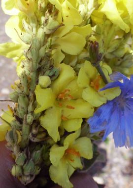 July bouquet