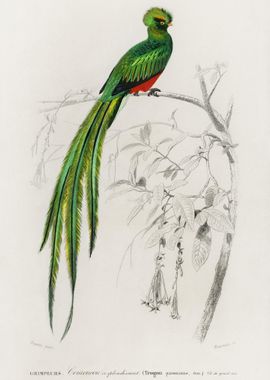 Pavonine Quetzal Pharomach