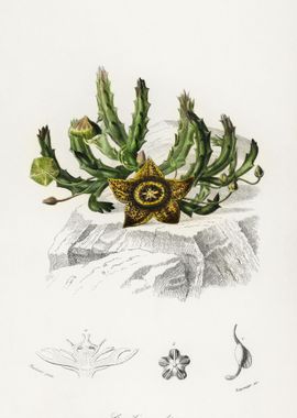 CarrionFlower Stapelia Var