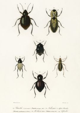 Different Types Of Beetles