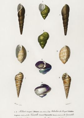 Different Types Of Mollusk