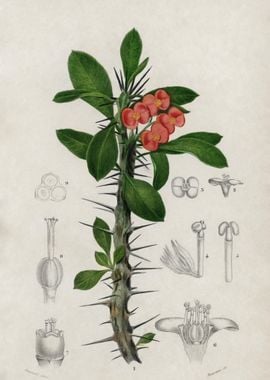 Euphorbia Splendens Illust