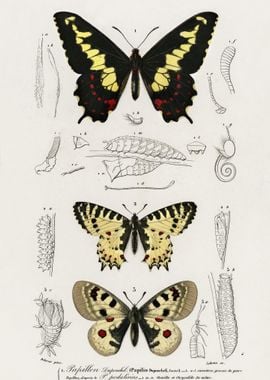 Different Types Of Butterf