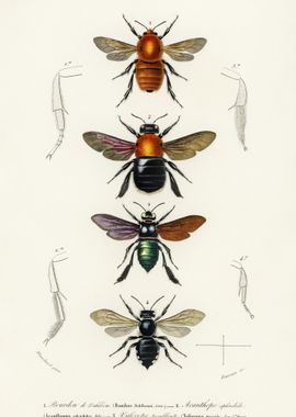 Different Types Of Insects