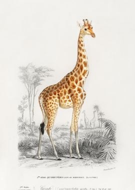 Vintage Giraffe Poster