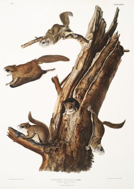 Flying Squirrel Pteromys V