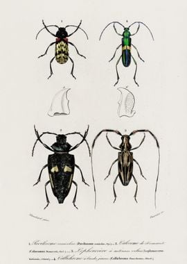 Different Types Of Beetles