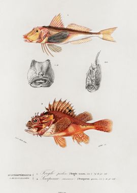 Different Types Of Fishes 