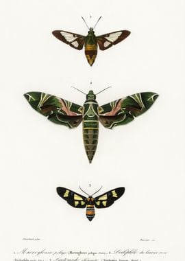 Different Types Of Moths I