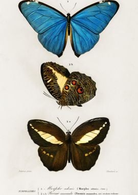 Different Types Of Butterf