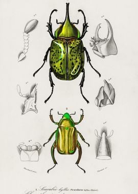 Chrysina Macropus Chrysoph