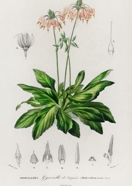 Dodecatheon Meadia Illustr