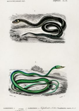 Grass Snake And The Green 