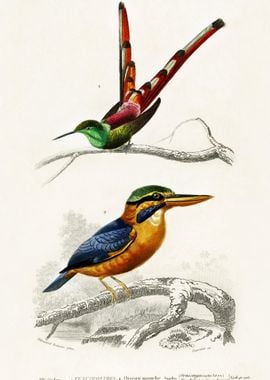 Different Types Of Birds I