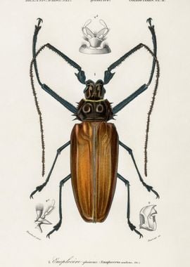 Enoplocerus Armillatus Ill