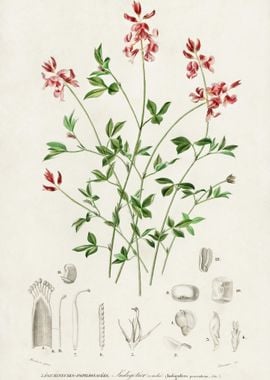 Indigofera Procumbens Illu