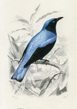 SquareTailed Drongo Edoius