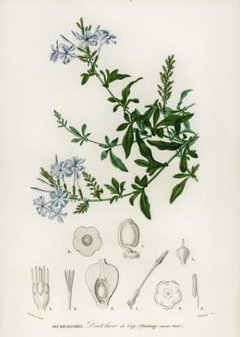 Plumbago Capensis Illustra