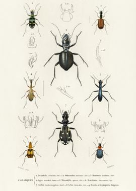 Different Types Of Beetles