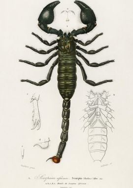 The Emperor Scorpion Buthu