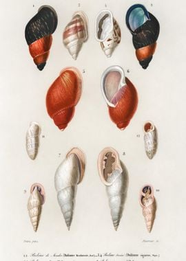 Different Types Of Mollusk