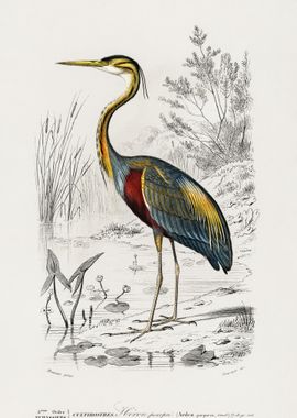 Purple Heron Ardea Purpure