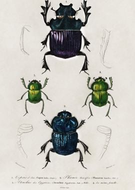 Different Types Of Insects