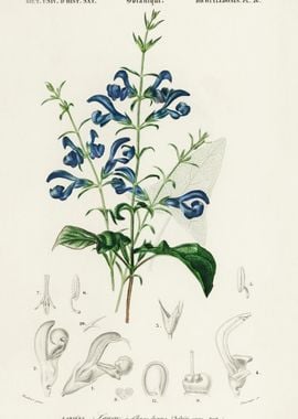 Salvia Patens Illustrated