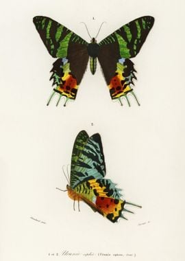 Madagascan Sunset Moth Ura