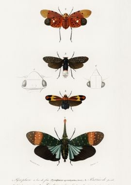 Collection Of Moths Illust