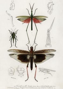 Different Types Of Bugs Il