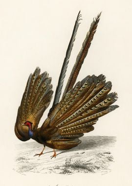 Great Argus Phasianus Argu