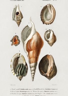 Different Types Of Mollusk