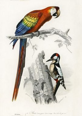 Parrot And Woodpecker