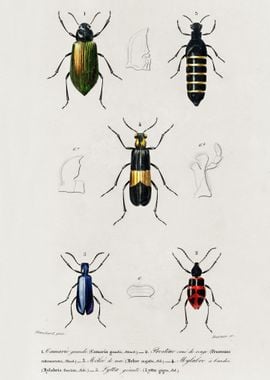 Different Types Of Beetles