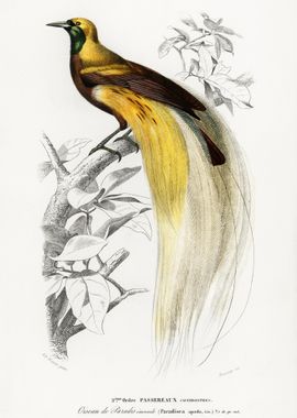 Paradisaea Apoda Bird