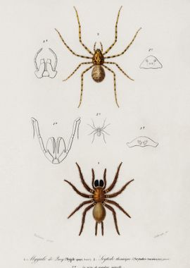 Different Types Of Spiders