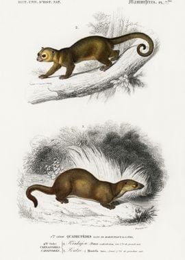 Kinkajou Potos Caudivolvul